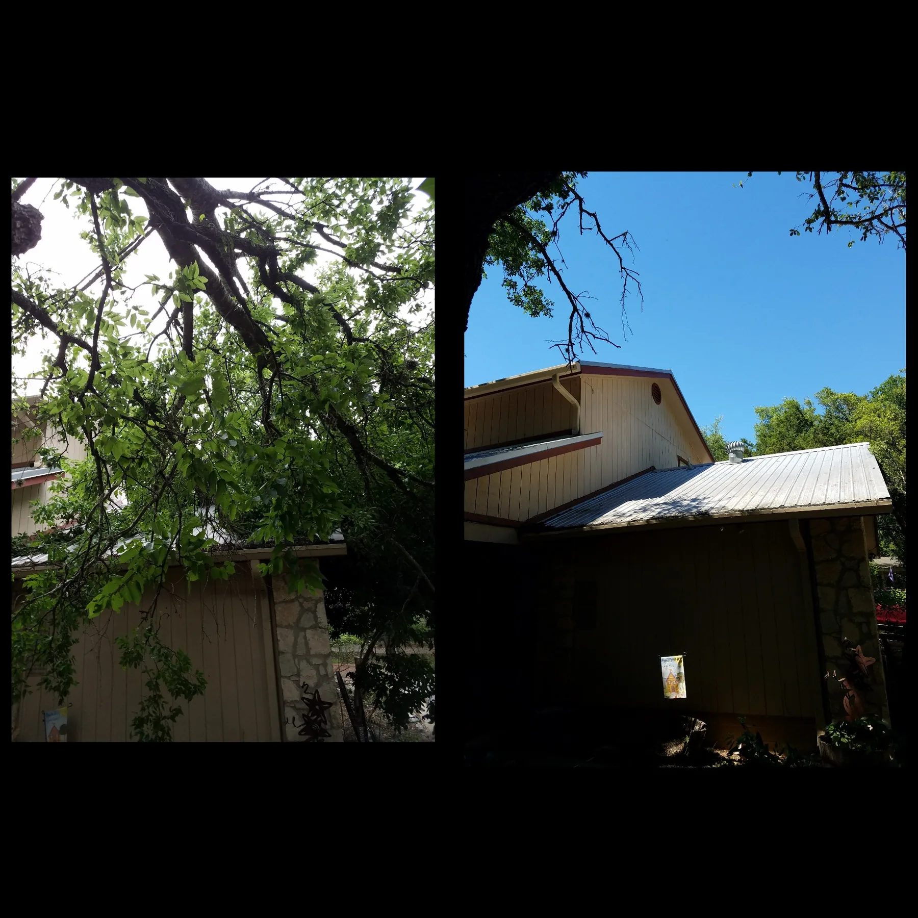 Tree service before and after